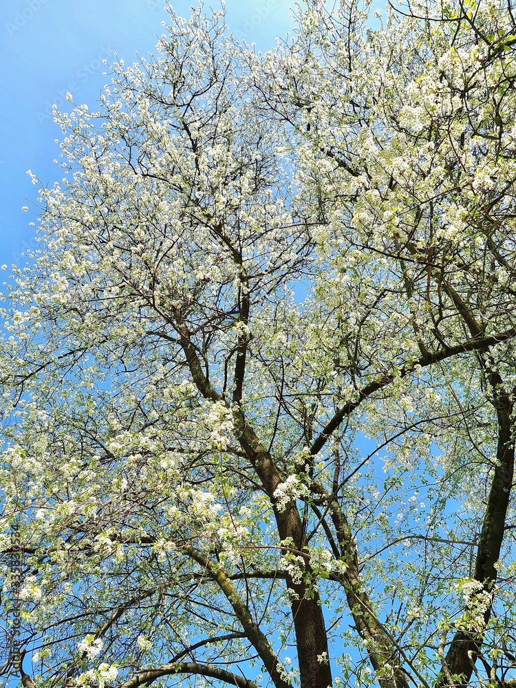 White blooming tree in front of blue sky in spring White blooming tree in front of blue sky in spring