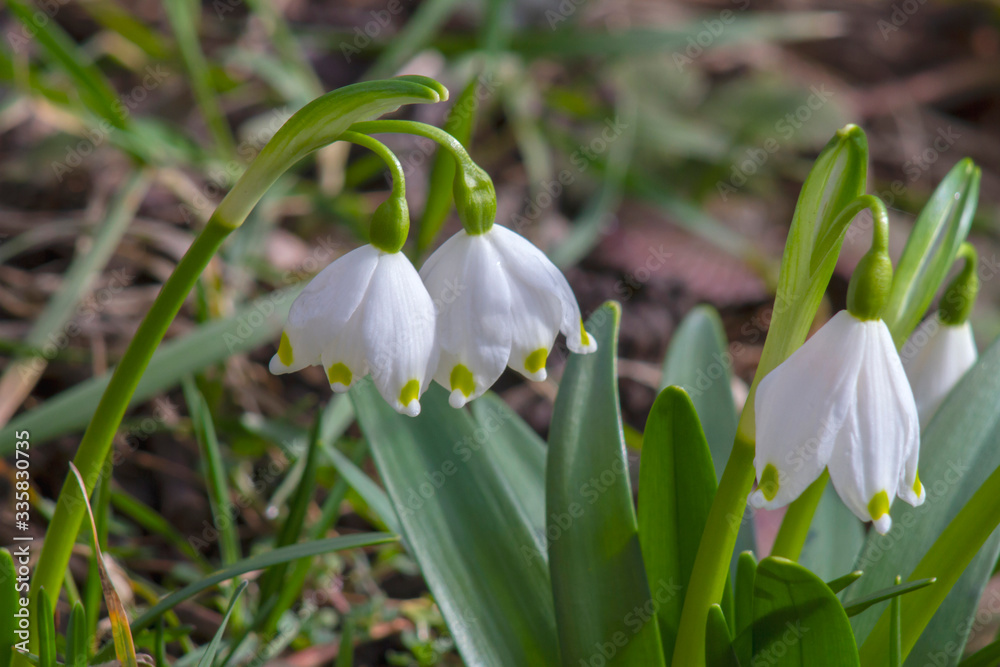 Obraz premium spring snowdrop flower