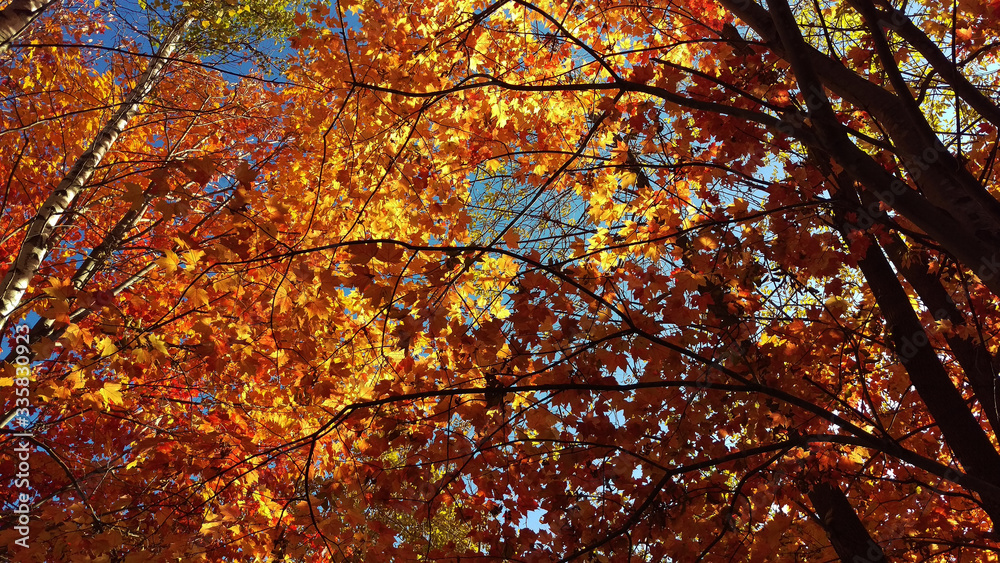 Sunlight rays passing through the yellow/orange leaves of a Canadian forest during Autumn.