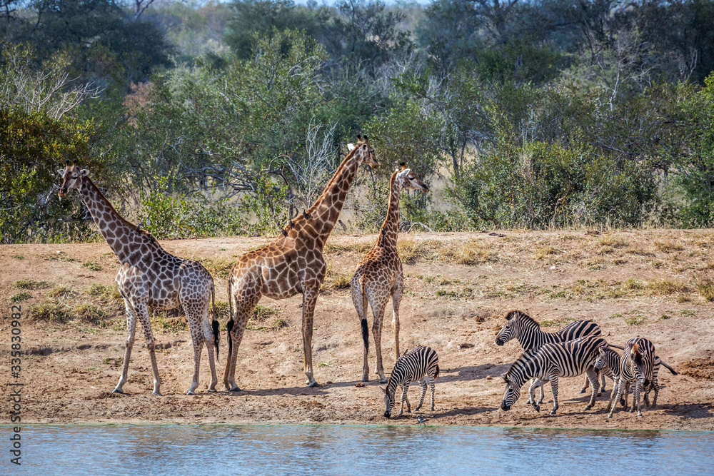 Naklejka premium Group of Plains zebras and giraffe drinking in waterhole at dawn in Kruger National park, South Africa ; Specie Equus quagga burchellii family of Equidae