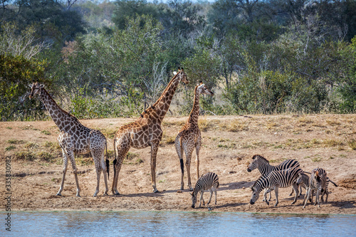 Fototapeta Naklejka Na Ścianę i Meble -  Group of Plains zebras and giraffe drinking in waterhole at dawn in Kruger National park, South Africa ; Specie Equus quagga burchellii family of Equidae