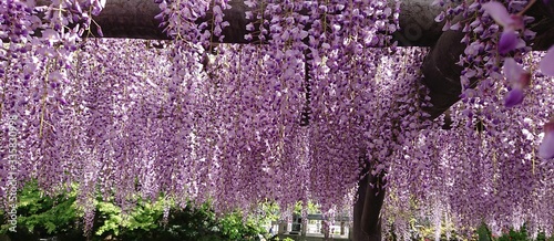 It is Sojiji in Tokyo. It is commonly called Nishiarai Daishi.