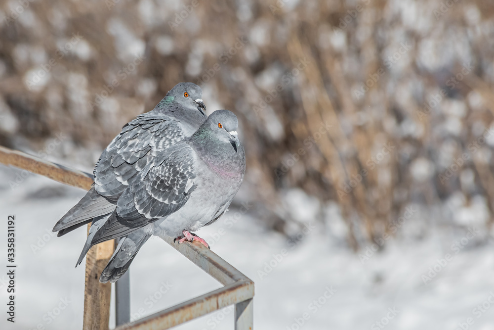 Fototapeta premium Pair of Gray pigeons with bright eyes and rainbow necks is on the metal fence in the park in winter
