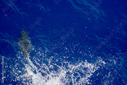 dolphins jump out of the water in front of the ship © Kirk