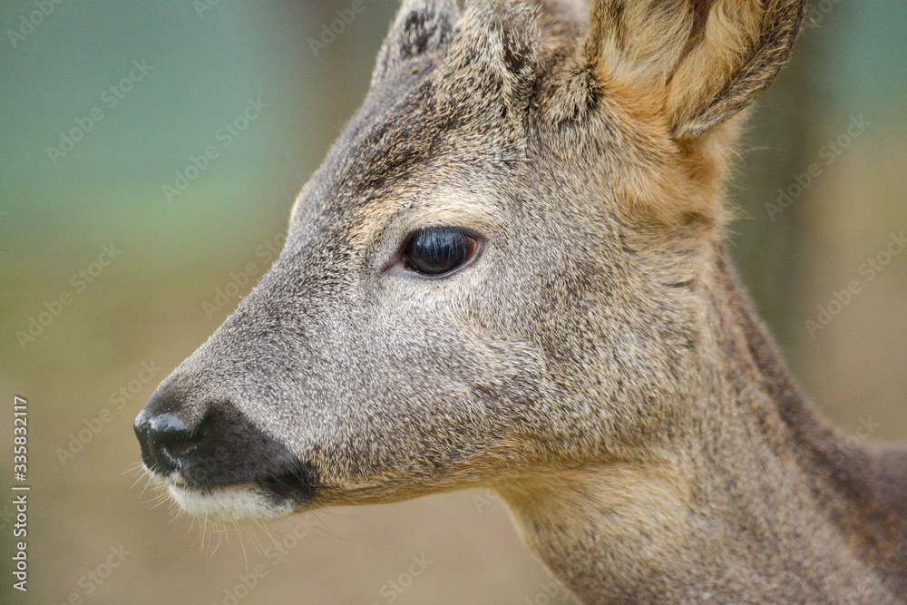 Fototapeta premium Portrait de petits chevreuils au milieu d'une foret en Europe durant l'été.