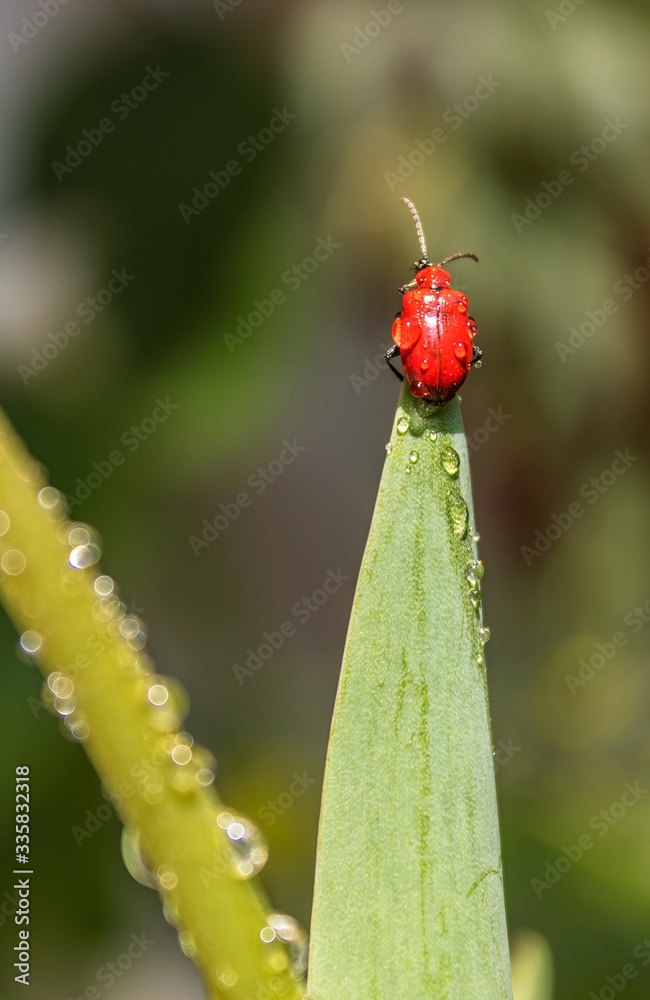 Red lily beetle (Lilioceris lilii) Red lily beetle (Lilioceris lilii)