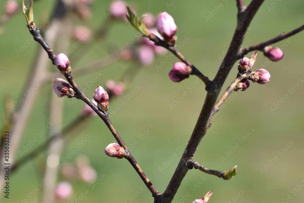 buds of a magnolia