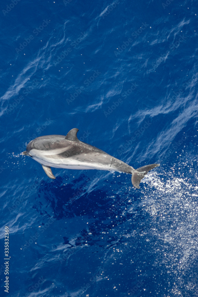 Fototapeta premium dolphins jump out of the water in front of the ship