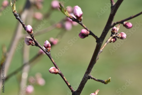 buds of a magnolia