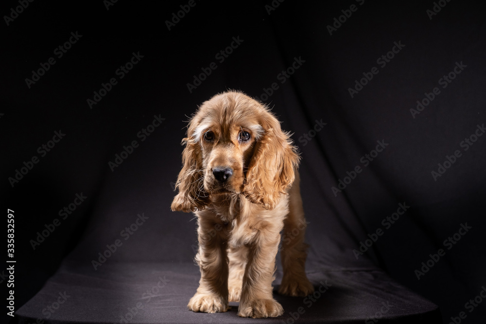 Small puppy English cockerspaniel Small puppy English cockerspaniel