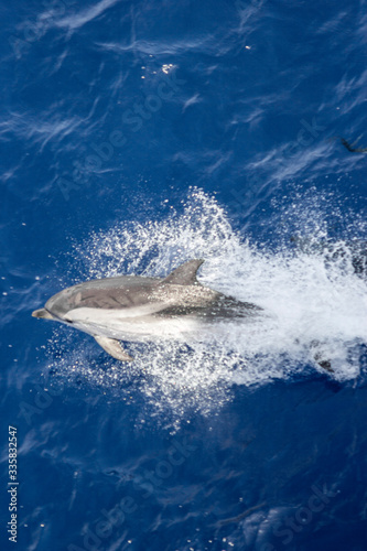 dolphins jump out of the water in front of the ship