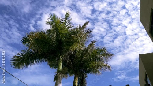 Clouds and palm trees moving with the wind. photo