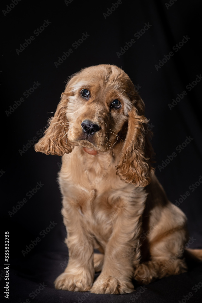 Small puppy English cockerspaniel