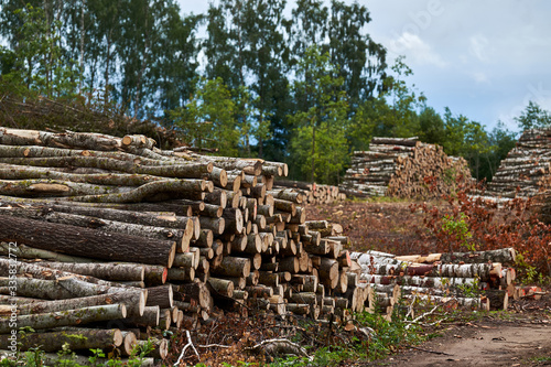 Wood storage in the forest