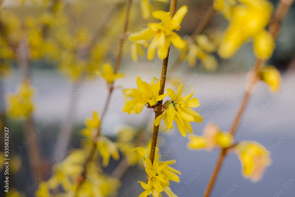 Yellow blooming Forsythia flowers twig close up. Yellow blooming Forsythia flowers twig close up.