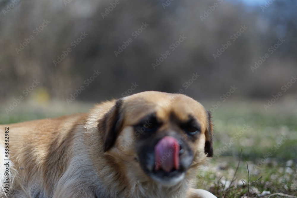 Fototapeta premium dog and cat