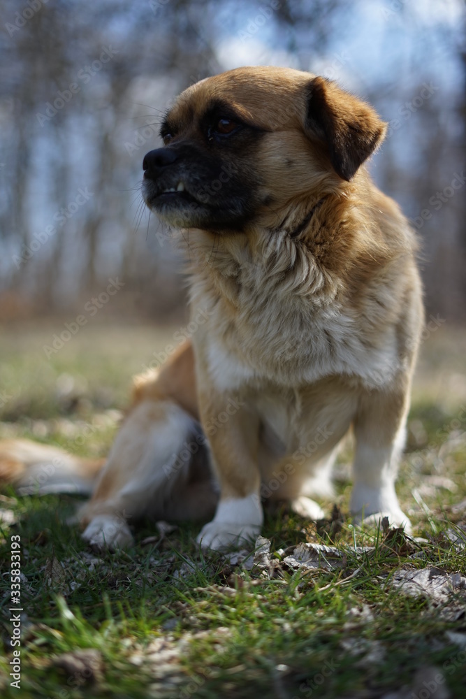 Obraz premium dog and cat
