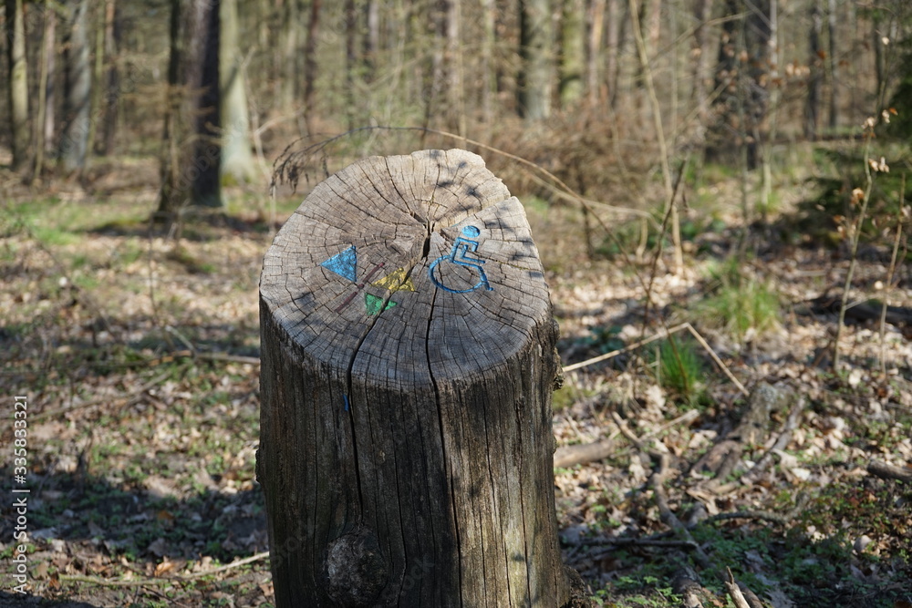 Fototapeta premium Baumstumpf mit Markierung für einen rollstuhlgerechten Wanderweg