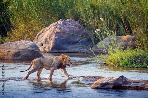 African lion male crossing a river in Kruger National park  South Africa   Specie Panthera leo family of Felidae