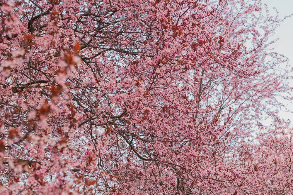Beautiful trees with Pink Flowers, Blooming Branches full of pink Flowers. Beautiful trees with Pink Flowers, Blooming Branches full of pink Flowers.