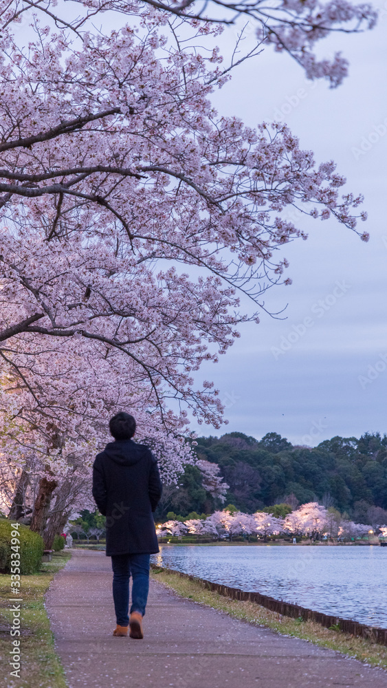 千波湖　満開の桜　散歩
