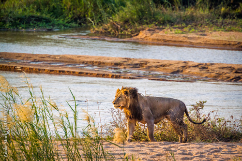 African lion walking on riverbank in Kruger National park, South Africa ; Specie Panthera leo family of Felidae