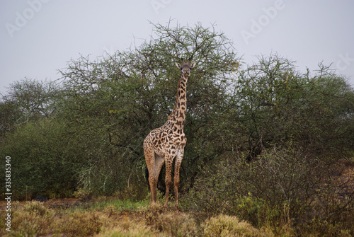 Giraffe in national park Amboseli, Kenya