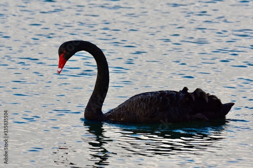 Fototapeta Naklejka Na Ścianę i Meble -  black swan on the water