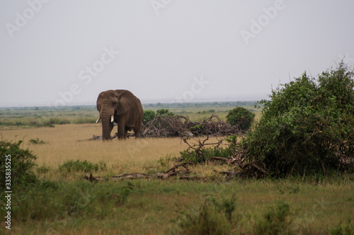Elephants  in national park Amboseli  Kenya