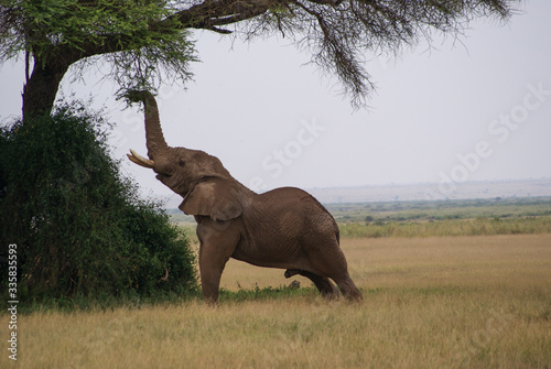 Elephants  in national park Amboseli  Kenya