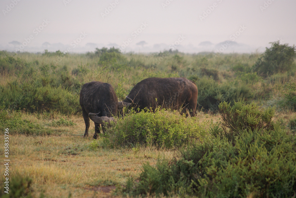 Buffalo  in national park Amboseli, Kenya