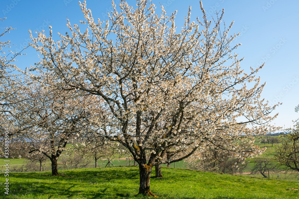 Blühender  Baum