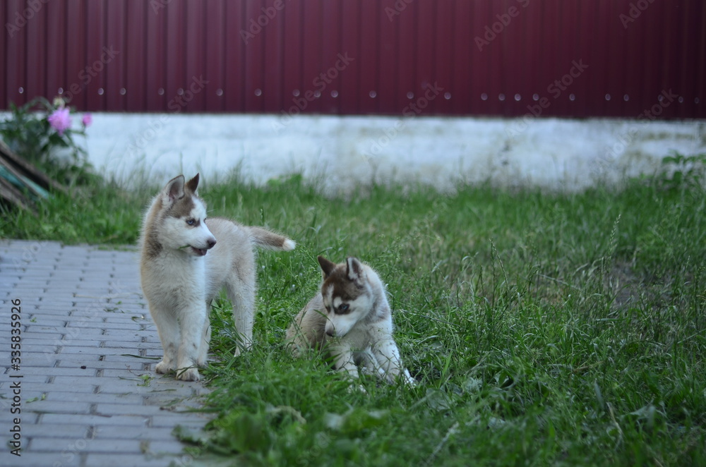 
blue-eyed siberian husky puppies of copper color