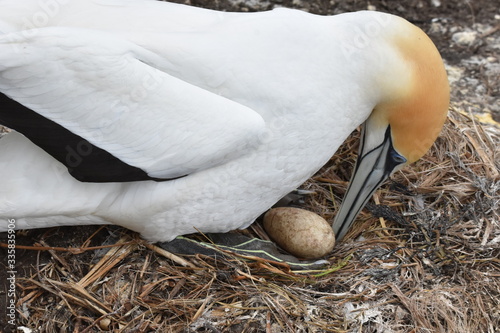 Australasian Gannet on nest with egg