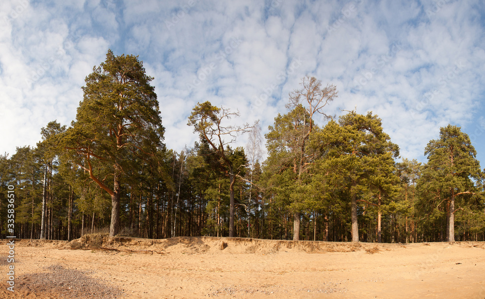 Panorama of a strip of coniferous pine forest on the edge of a sandy shore in early spring on a sunny day