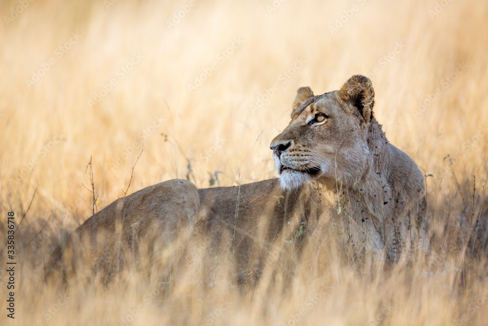 African lioness lying down in savannah grass in Kruger National park, South Africa ; Specie Panthera leo family of Felidae African lioness lying down in savannah grass in Kruger National park, South Africa ; Specie Panthera leo family of Felidae