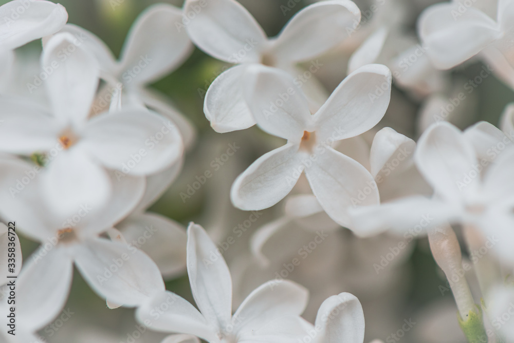 Syringa vulgaris - Lilo Syringa vulgaris - Lilo
