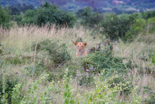 Lioness in national park Amboseli, Kenya