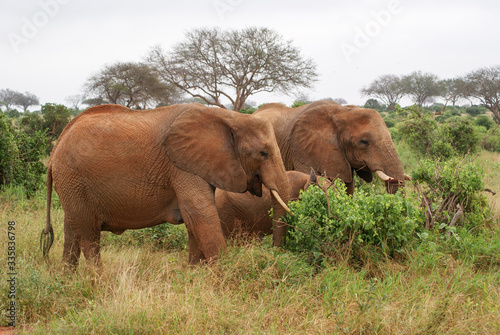 Elephants  in national park Tsavo  Kenya