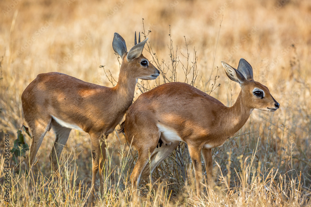 Couple of Steenboks in dry savannah in Kruger National park, South Africa ; Specie Raphicerus campestris family of Bovidae Couple of Steenboks in dry savannah in Kruger National park, South Africa ; Specie Raphicerus campestris family of Bovidae