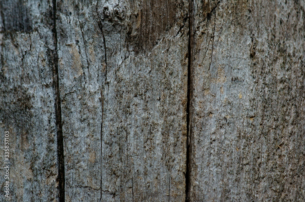 Obraz premium old wood texture