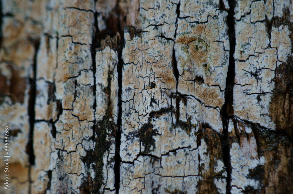 Obraz premium tree bark texture