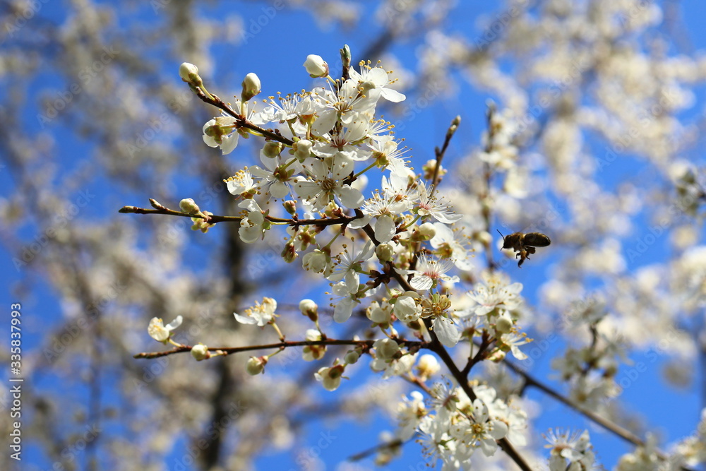 blooming cherry tree,bee