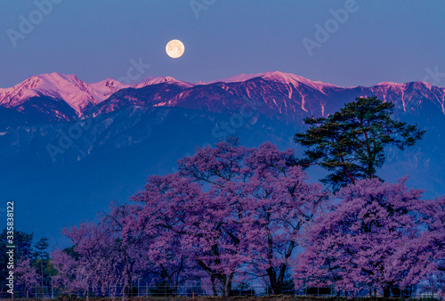 Superb view of cherry blossoms