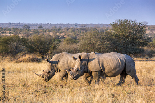 Southern white rhinoceros in Kruger National park  South Africa