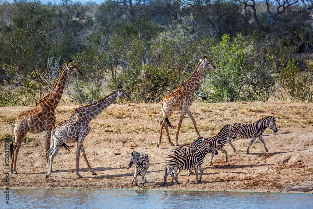 Naklejka premium Giraffe in Kruger National park, South Africa