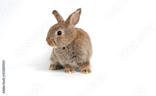 Furry and fluffy cute red brown rabbit erect ears are sitting look in the camera, isolated on white background. Concept of rodent pet and easter.