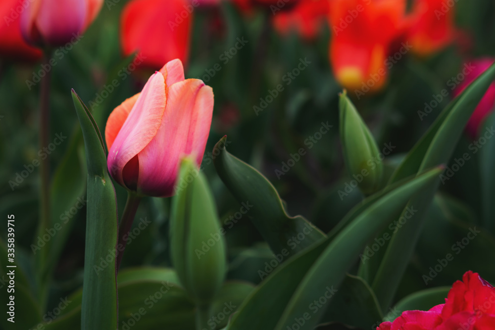 Pink Tulip close-up on a blurry background. Spring flower background with space for text