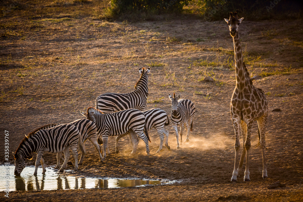 Fototapeta premium Plains zebra and giraffe in Kruger National park, South Africa