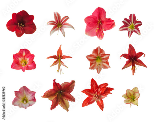 Set of  flowers of hippeastrum  amaryllis  on a white background.